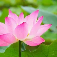 Trường Mầm Non Bông Sen