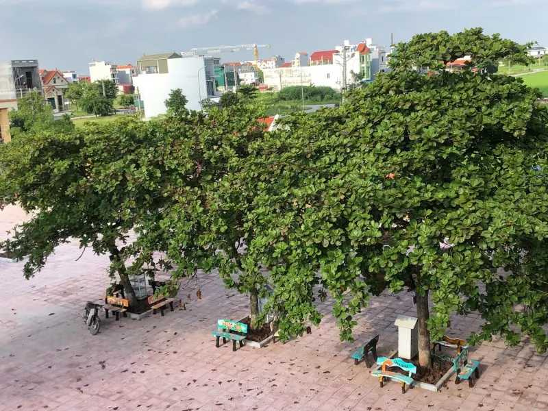 Trường Tiểu Học Phường Hoà Mạc