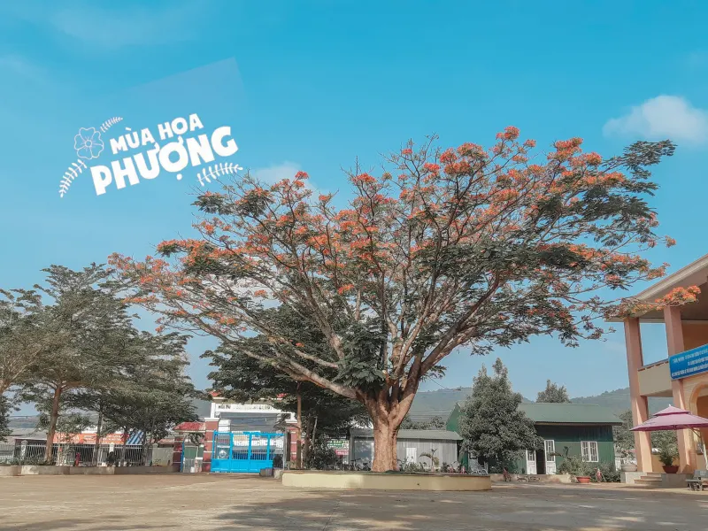Trường Tiểu Học Mê Linh