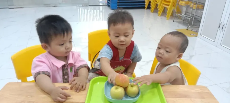 Mầm Non Hạt Giống - The Seed Kindergarten