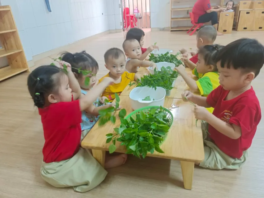 Mầm Non Họa Mi