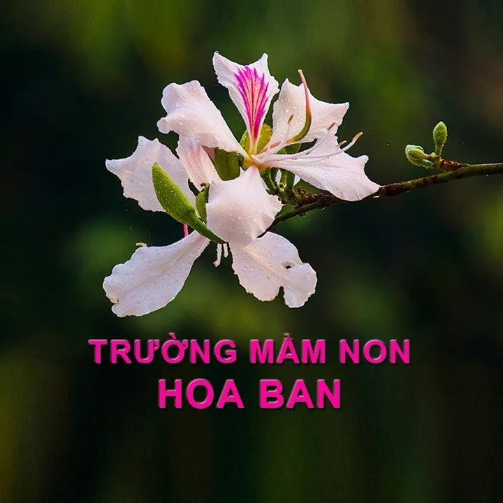 Trường mầm non Hoa Ban