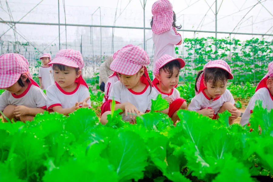 Trường Mầm Non Việt Nhật